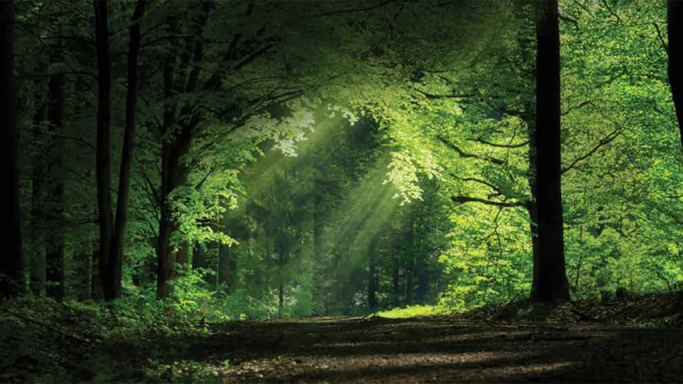 Kohinoor Woodshire Bhugaon Forest View Image